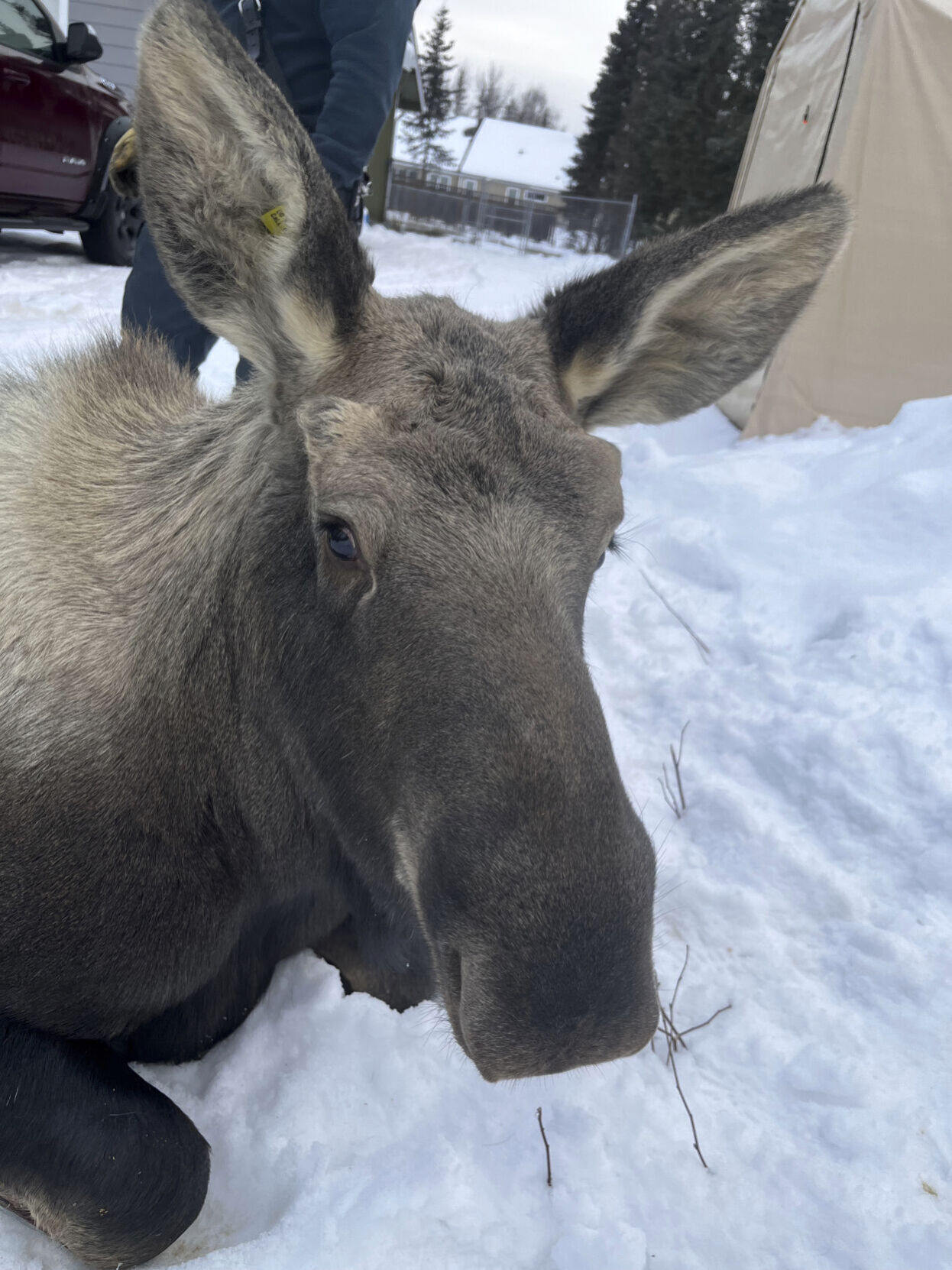Alaska-Moose Rescue